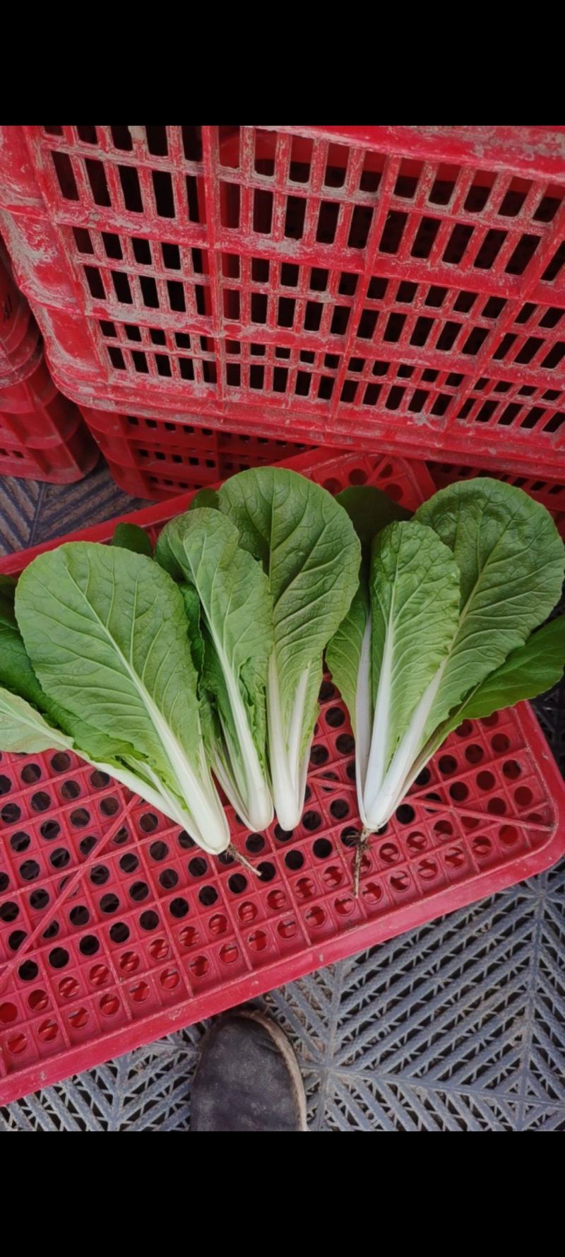山东曹县《绿蔬》精品快菜次精品快菜代收代办