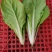 山东曹县《绿蔬》精品快菜次精品快菜代收代办