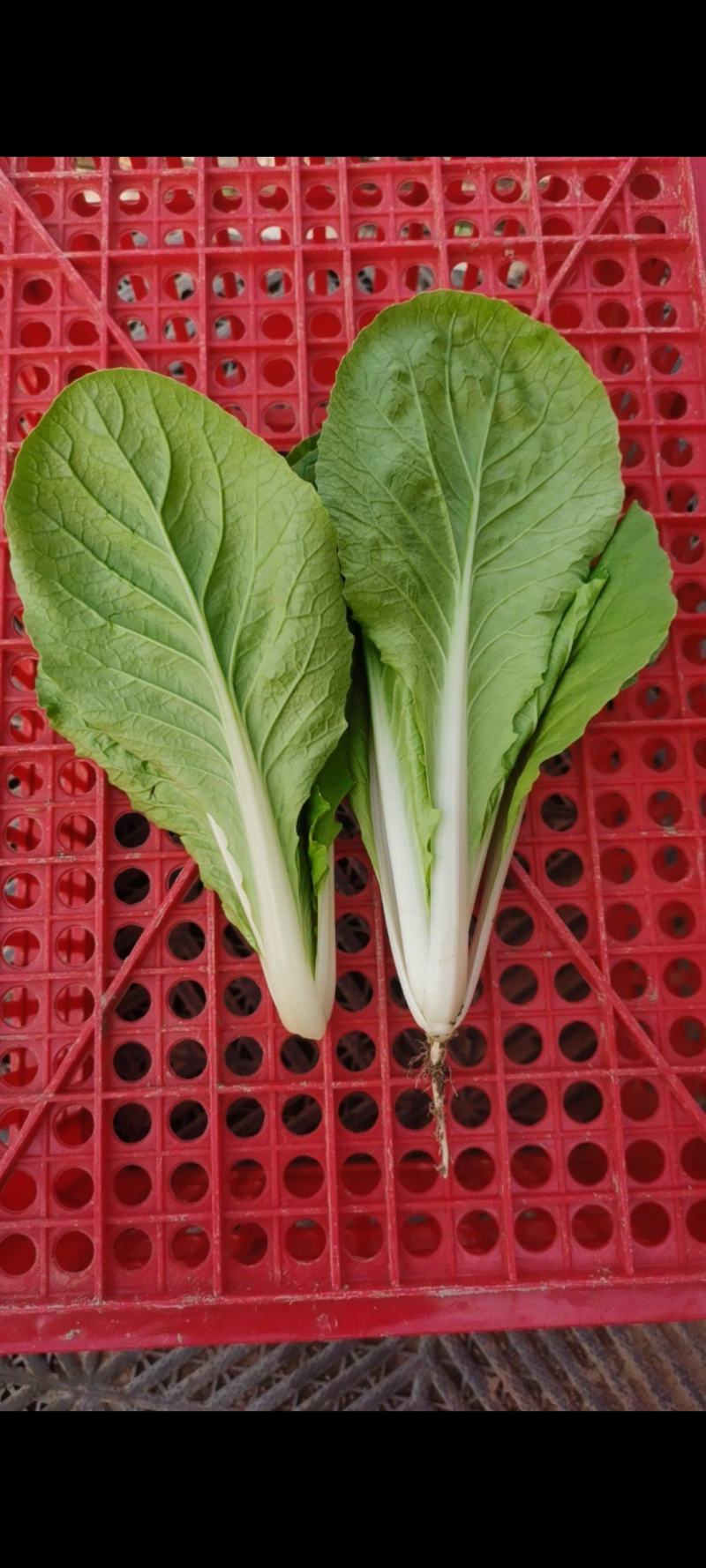 山东曹县《绿蔬》精品快菜次精品快菜代收代办