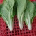 山东曹县《绿蔬》精品快菜次精品快菜代收代办