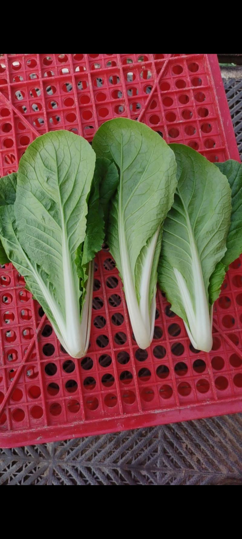山东曹县《绿蔬》精品快菜次精品快菜代收代办