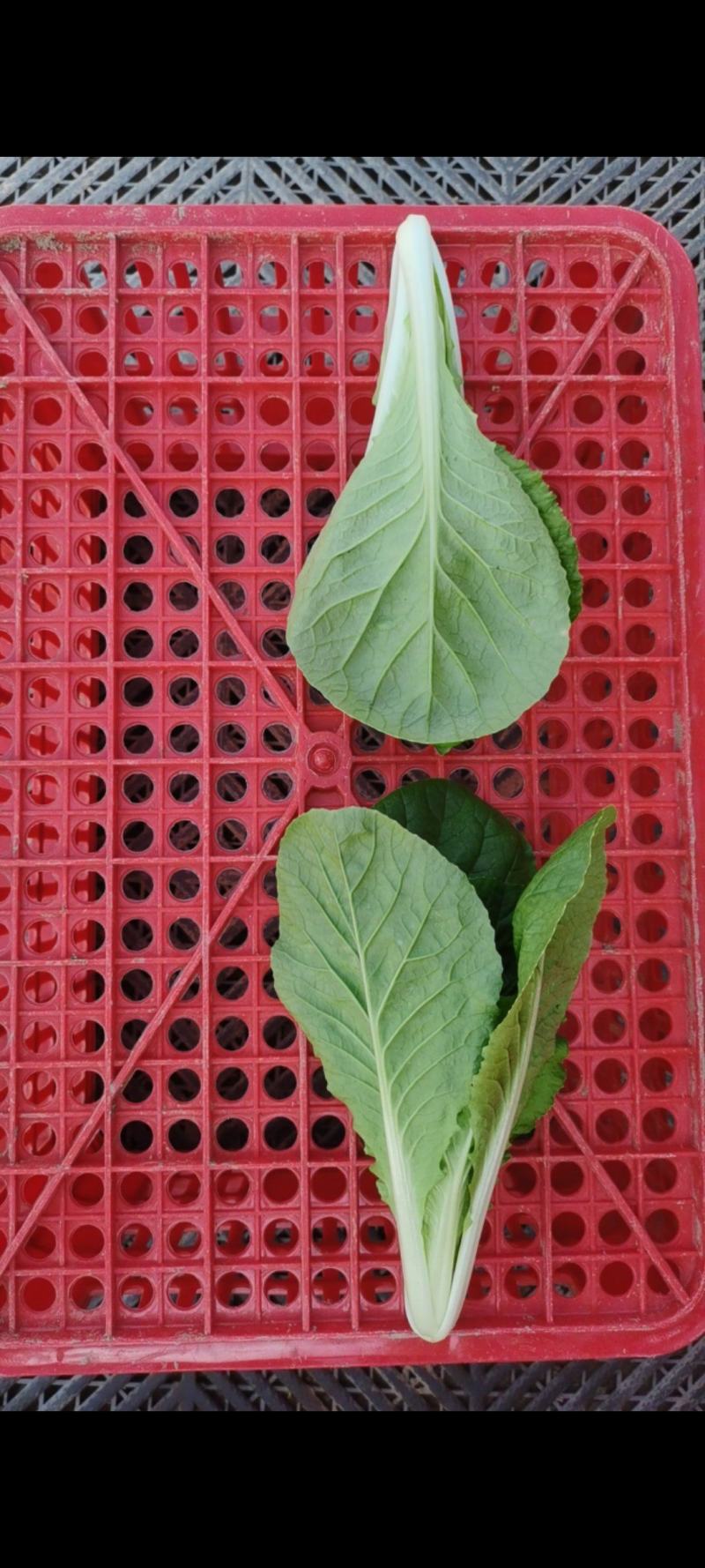 山东曹县《绿蔬》精品快菜次精品快菜代收代办