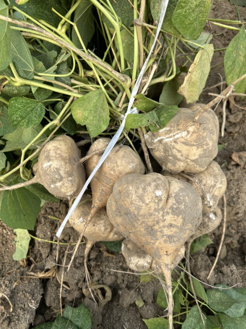 沙地凉薯地瓜湖北基地直供诚信合作量大从优欢迎来电