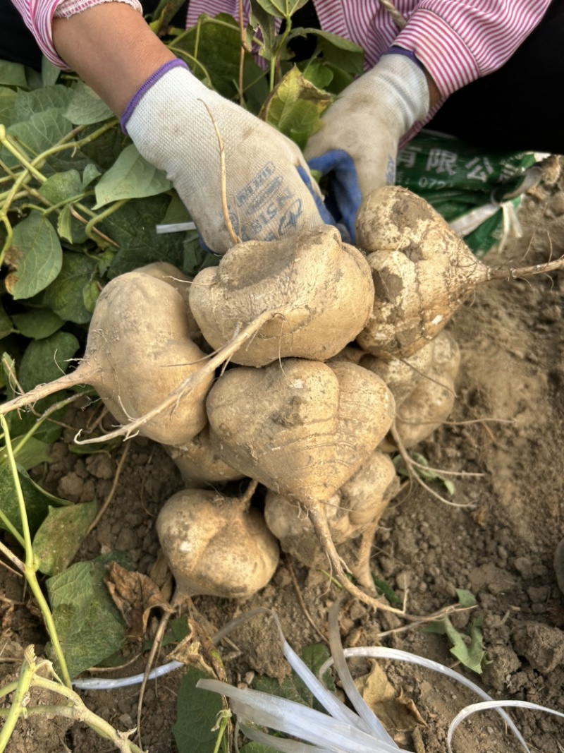 沙地凉薯地瓜湖北基地直供诚信合作量大从优欢迎来电