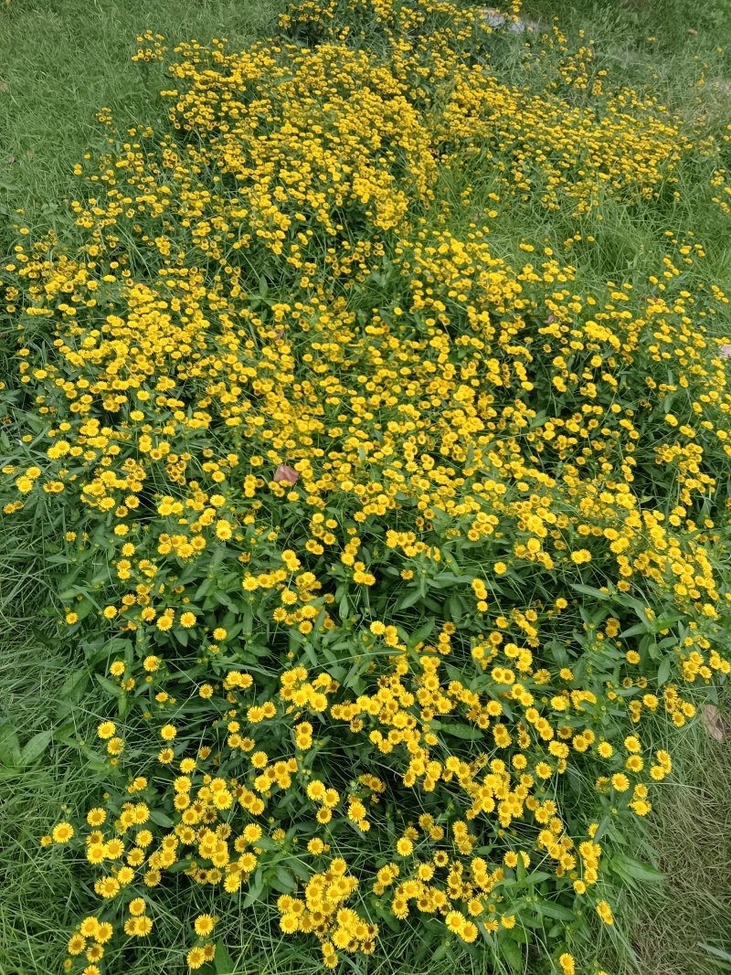 旋覆花（野菊花）