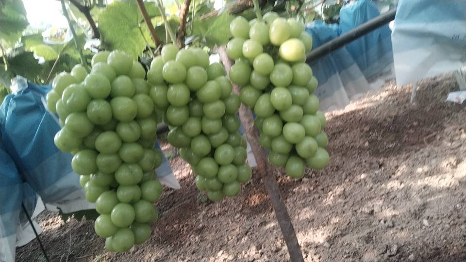 消费者在果园采摘阳光玫瑰