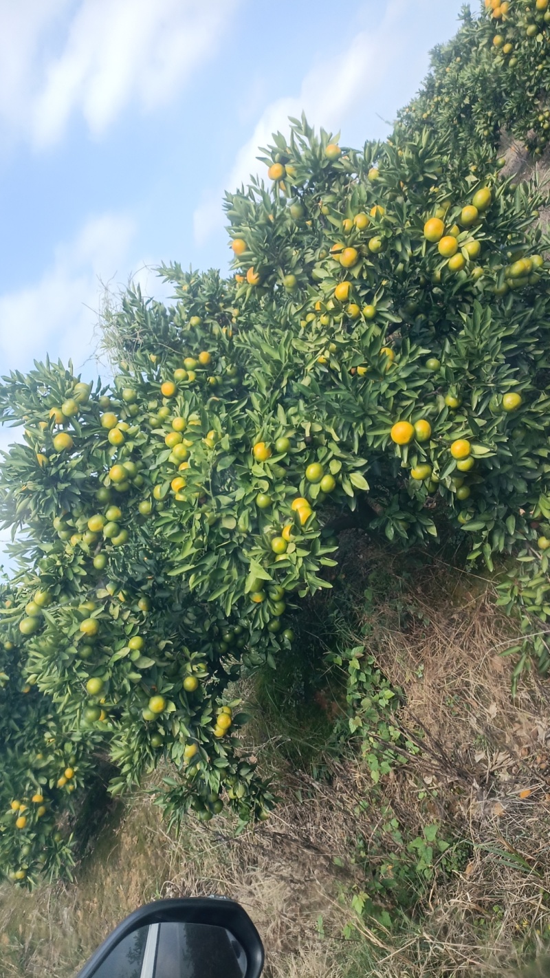 湖南普早蜜橘国庆一号大量上市，价格便宜，全国发货