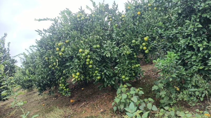 湖南普早蜜橘国庆一号大量上市，价格便宜，全国发货