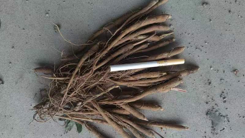 白芍苗，芍药苗，赤芍苗，药用芍药苗专业提供药材种植批发