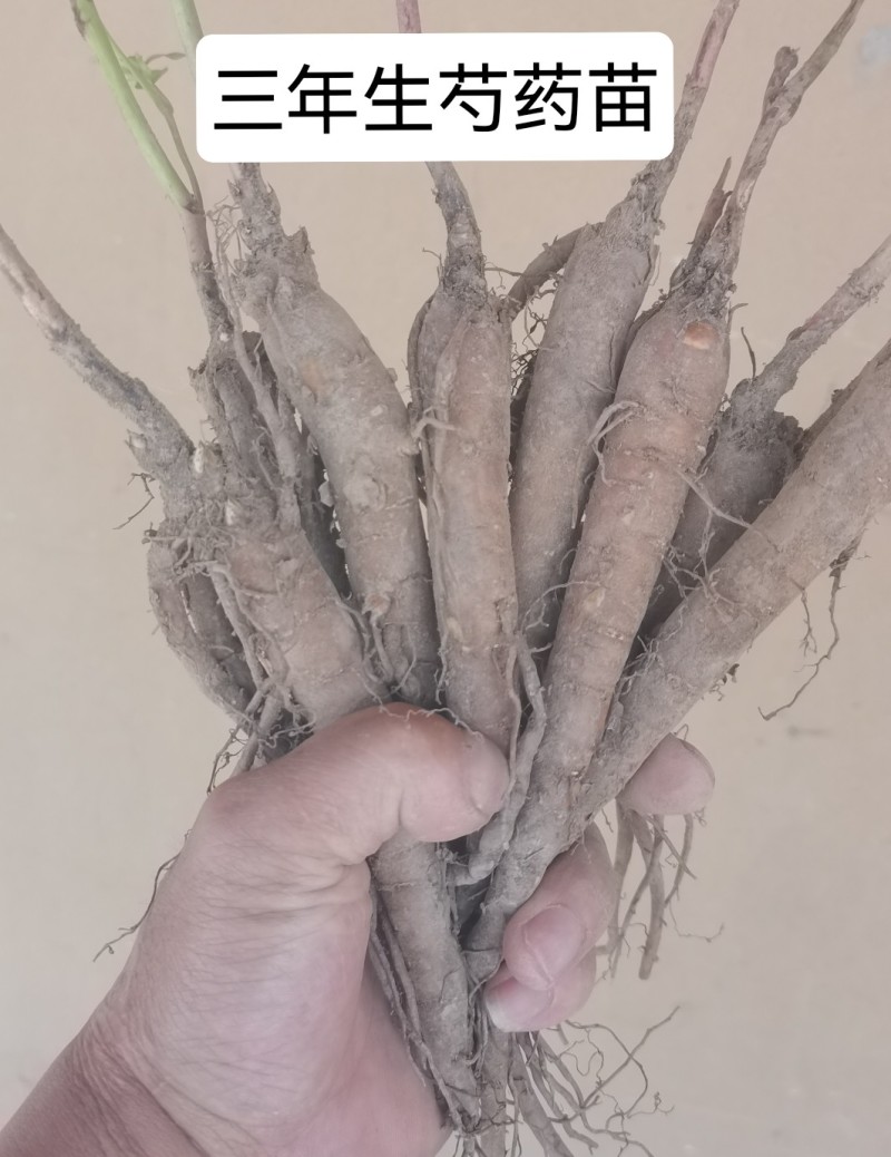 白芍苗，芍药苗，赤芍苗，药用芍药苗专业提供药材种植批发