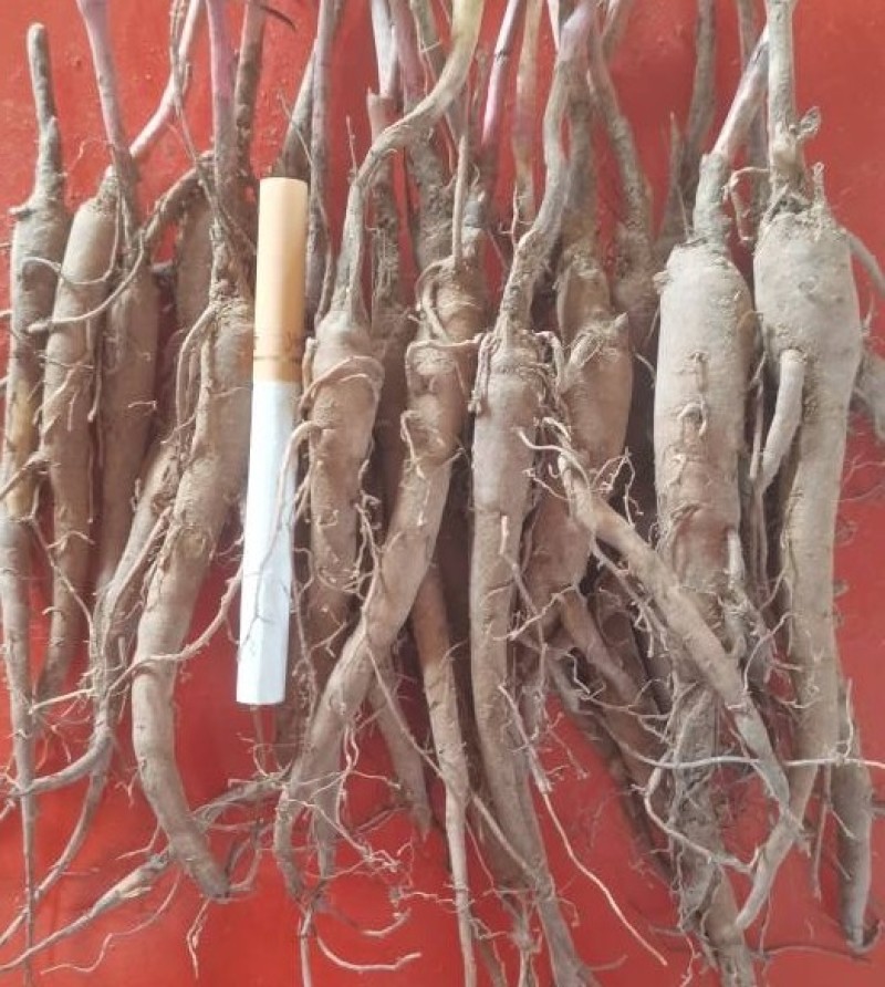 白芍苗，芍药苗，赤芍苗，药用芍药苗专业提供药材种植批发