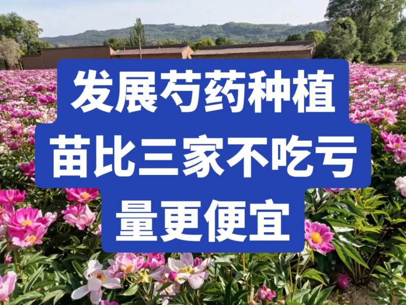 白芍苗，芍药苗，赤芍苗，药用芍药苗专业提供药材种植批发