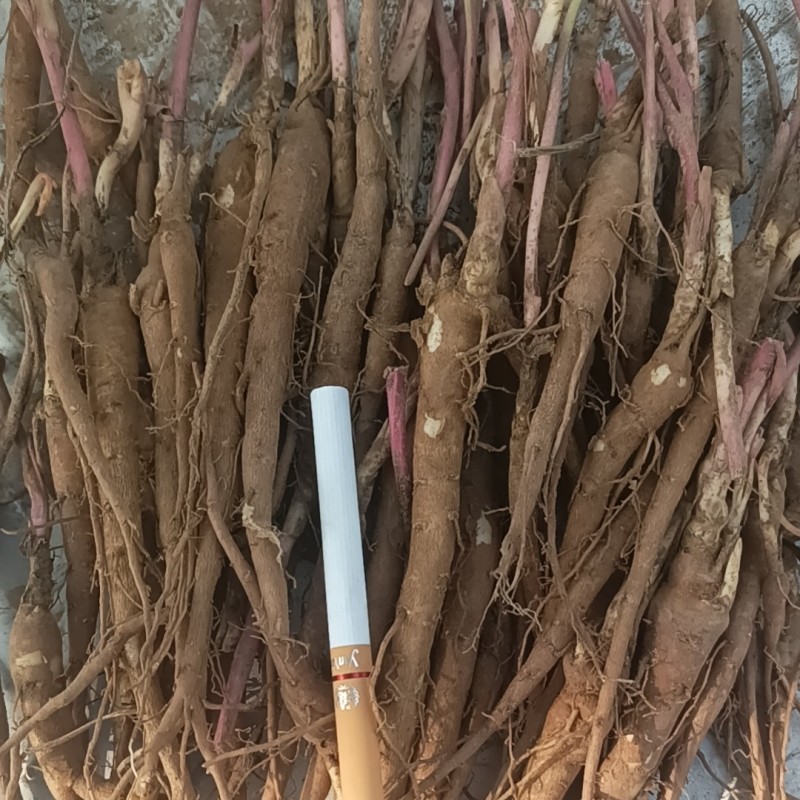 白芍苗，芍药苗，赤芍苗，药用芍药苗专业提供药材种植批发