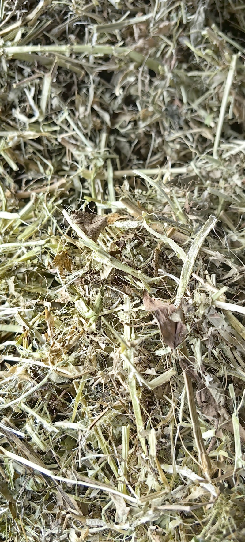 驻马店万里饲草供应本草场常年供应花生秧羊草花生秧叶粉