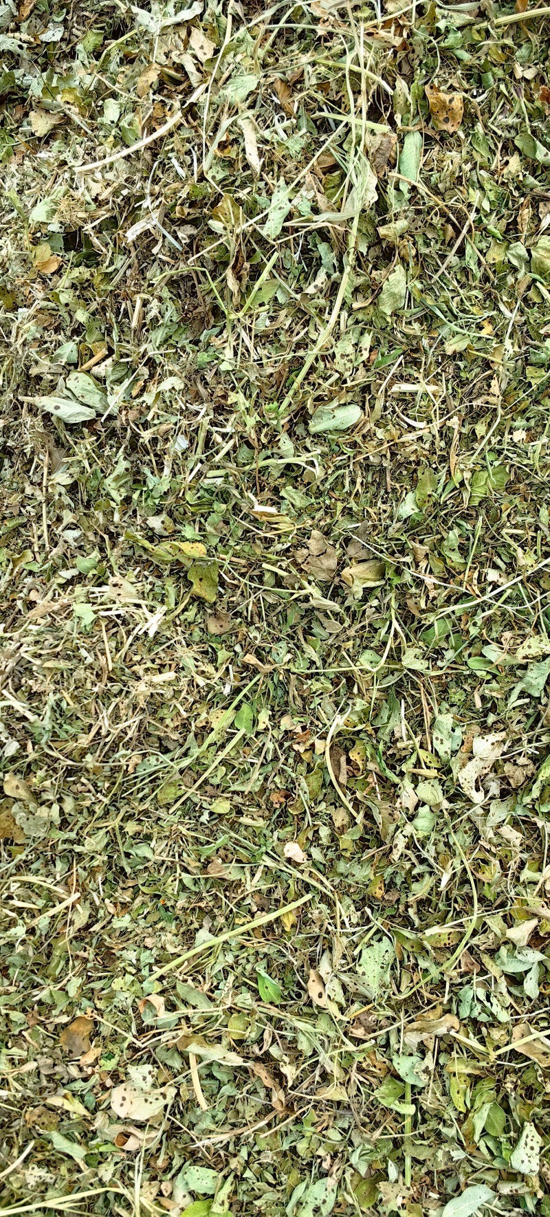 驻马店万里饲草供应本草场常年供应花生秧羊草花生秧叶粉
