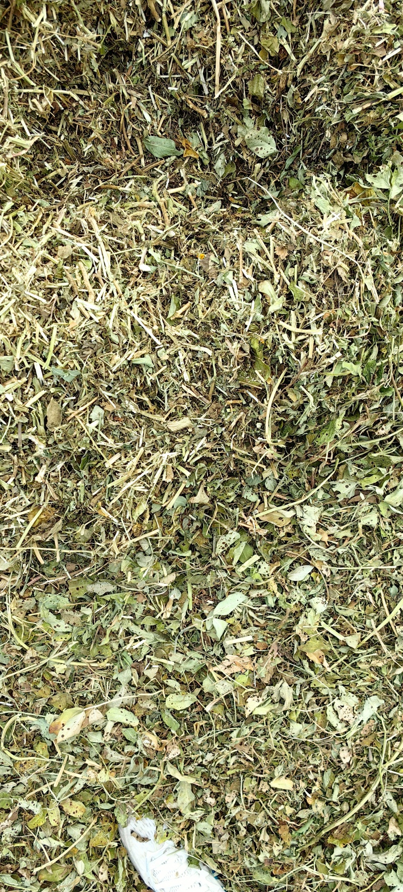 驻马店万里饲草供应本草场常年供应花生秧羊草花生秧叶粉