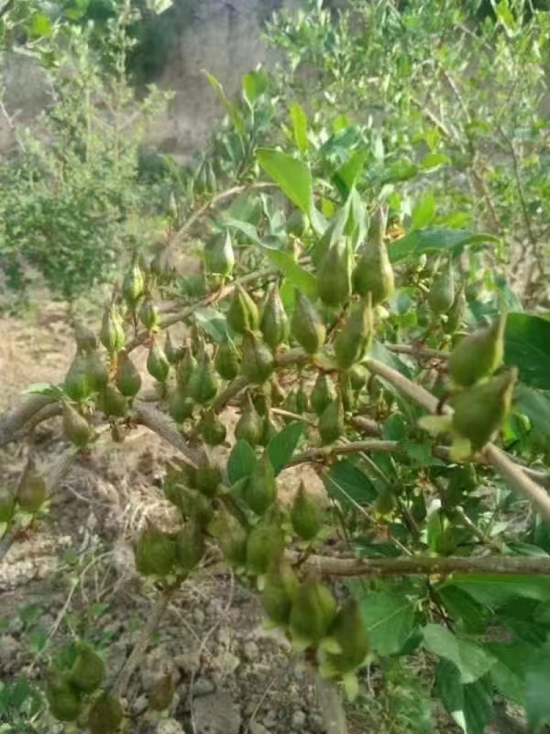 药用五号连翘苗，高产大果连翘苗，基地直发