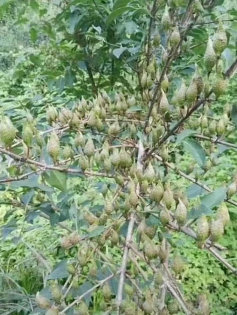 药用五号连翘苗，高产大果连翘苗，基地直发