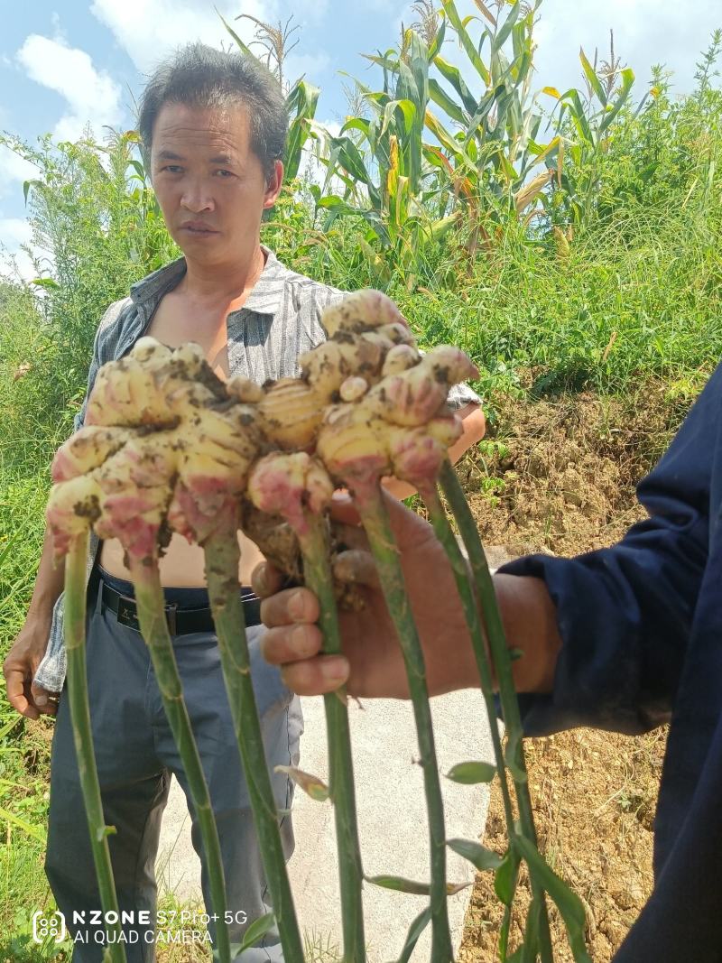 贵州二黄姜火热预订中