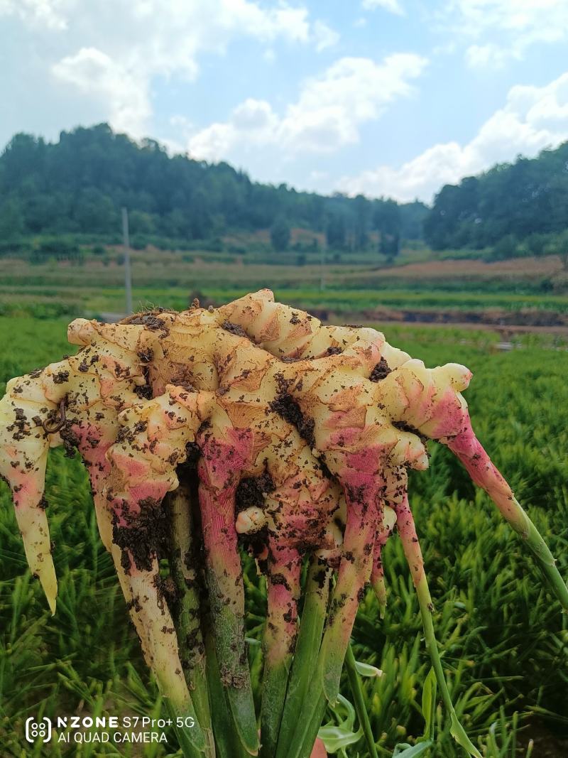贵州二黄姜火热预订中
