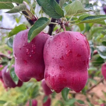 精品天水花牛苹果，量大从优价格美丽，对接市场电商批发