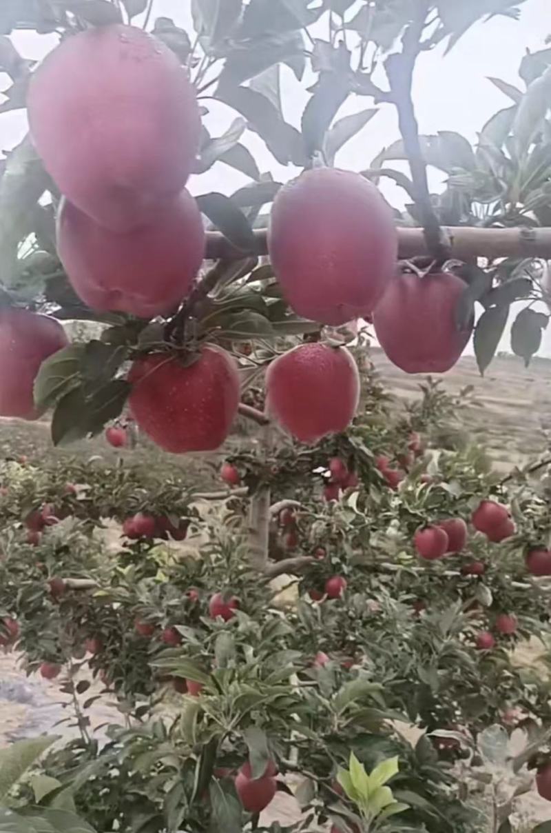 精品天水花牛苹果，量大从优价格美丽，对接市场电商批发