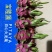 外贸出口只做好货火龙果什么规格都可以做箱子没有越南字