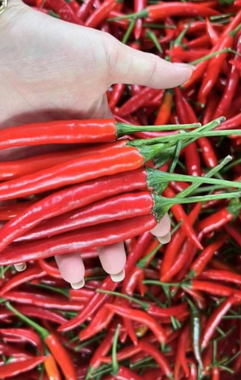 小米椒颜色红色卖点增加食欲