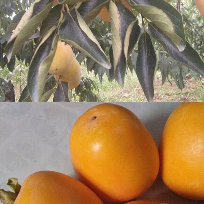 牛心柿子，芒果柿子