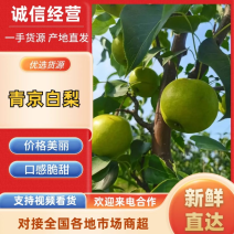 河北青京白梨个大果甜保质保量大量出货欢迎咨询
