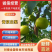 河北青京白梨个大果甜保质保量大量出货欢迎咨询