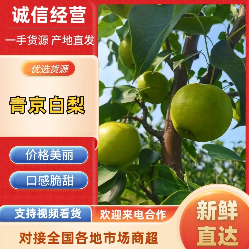 河北青京白梨个大果甜保质保量大量出货欢迎咨询