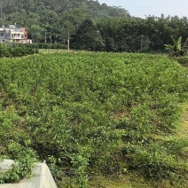 四会柑苗，柠檬苗