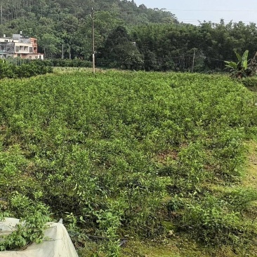 四会柑苗，柠檬苗