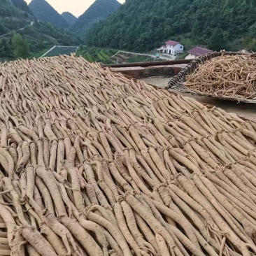 精品党参产地发货货源充足量大从优质量保证欢迎咨询