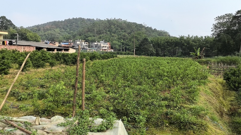 四会柑苗，柠檬苗