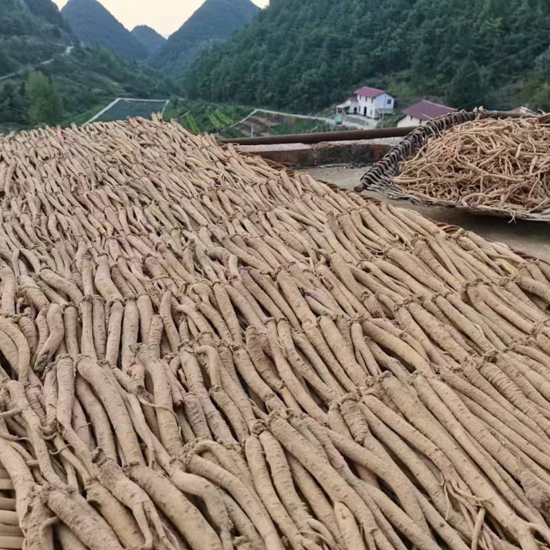 精品党参诚信经营货源充足量大从优质量保证欢迎咨询