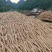 精品党参诚信经营货源充足量大从优质量保证欢迎咨询