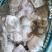 山东多宝鱼大量供货一手货源价格优惠欢迎致电联系