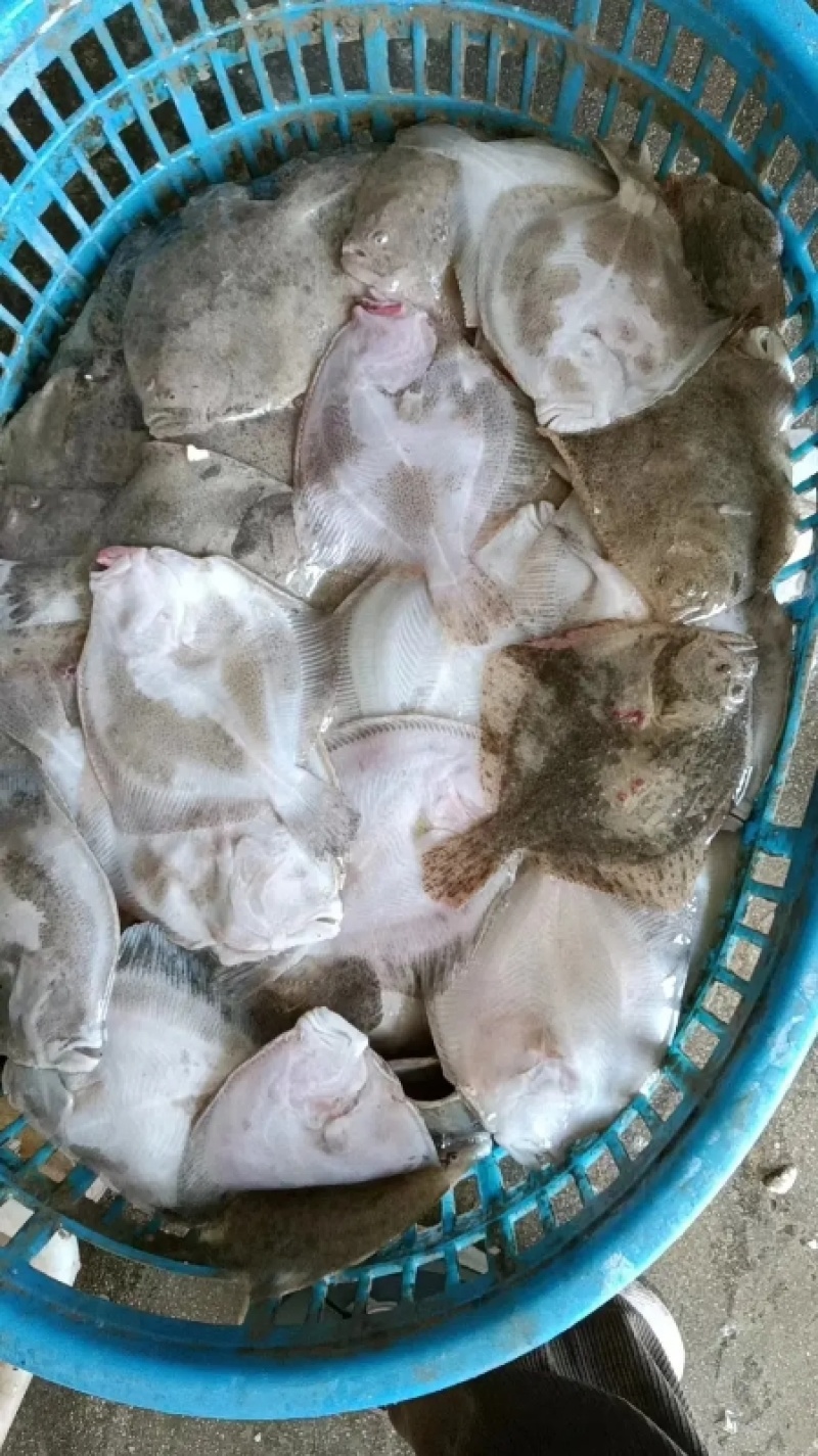 山东多宝鱼大量供货一手货源价格优惠欢迎致电联系