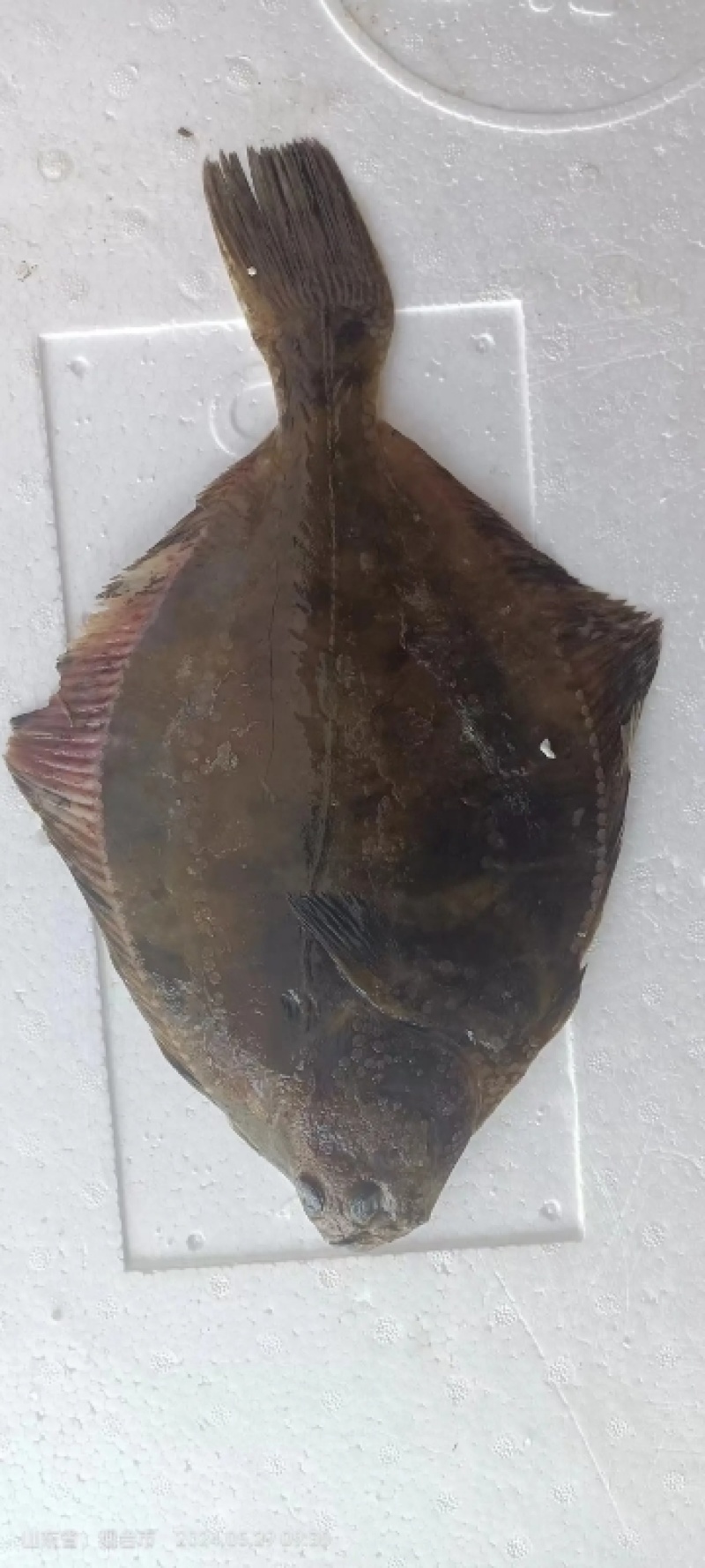 山东多宝鱼大量供货一手货源价格优惠欢迎致电联系