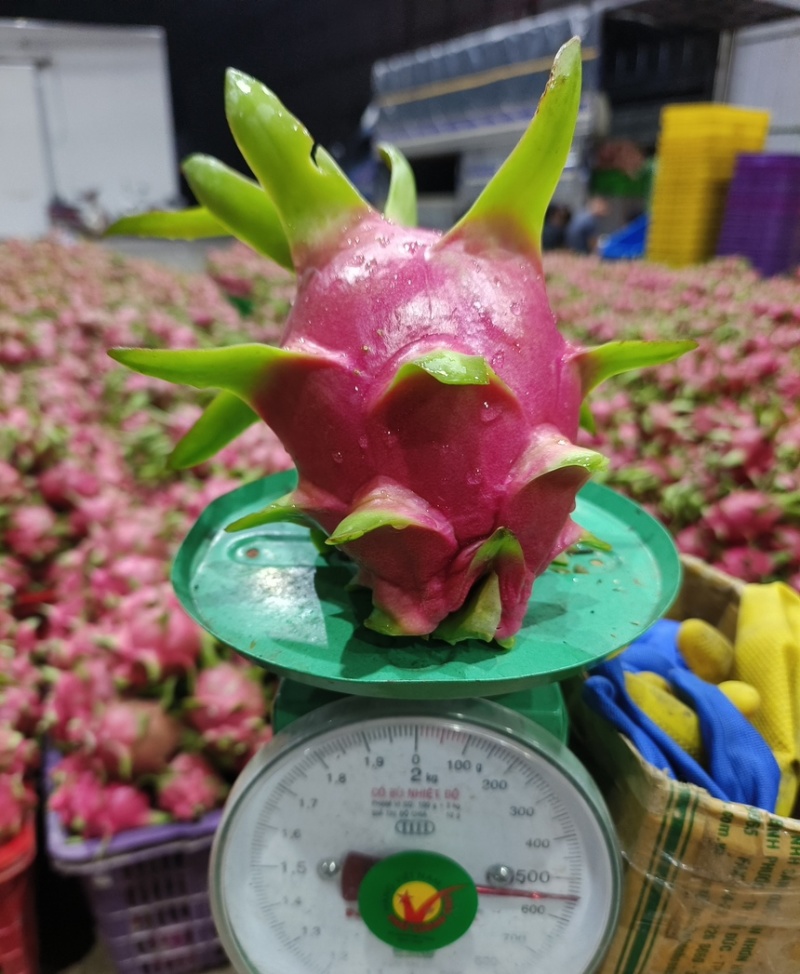 出口外贸，只做好货，可以做规格，保售后，没有越南字