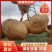 湖北凉薯地瓜豆薯广东人叫沙葛万亩基地直发