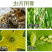 马革30%啶虫脒仲丁威甘蓝蚜虫粉虱蓟马跳甲杀虫剂农药蔬菜