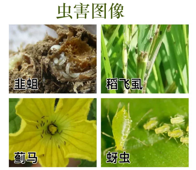 马革30%啶虫脒仲丁威甘蓝蚜虫粉虱蓟马跳甲杀虫剂农药蔬菜