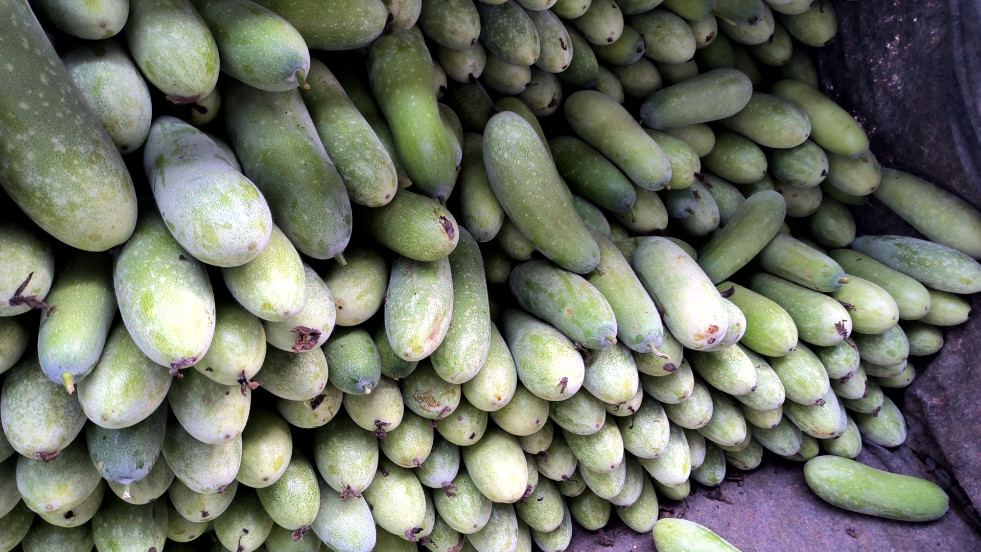 农贸市场中一个摆满新鲜冬瓜的摊位,冬瓜形状多样,有长圆柱形也有短椭圆形,表皮光滑带有白霜,商贩正在整理货物,周围有其他蔬菜搭配陈列,体现季节性农产品的丰富供应 市场上的新鲜冬瓜摊位