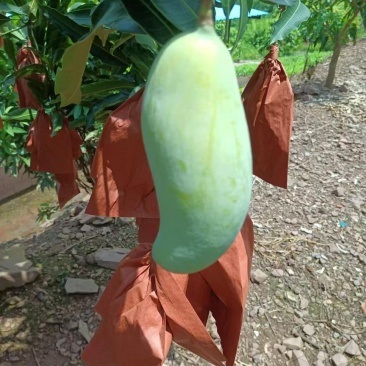 晚熟芒