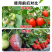 30%咯菌啶酰菌胺吡唑醚菌酯果树蔬菜白粉病草莓葡萄灰霉病