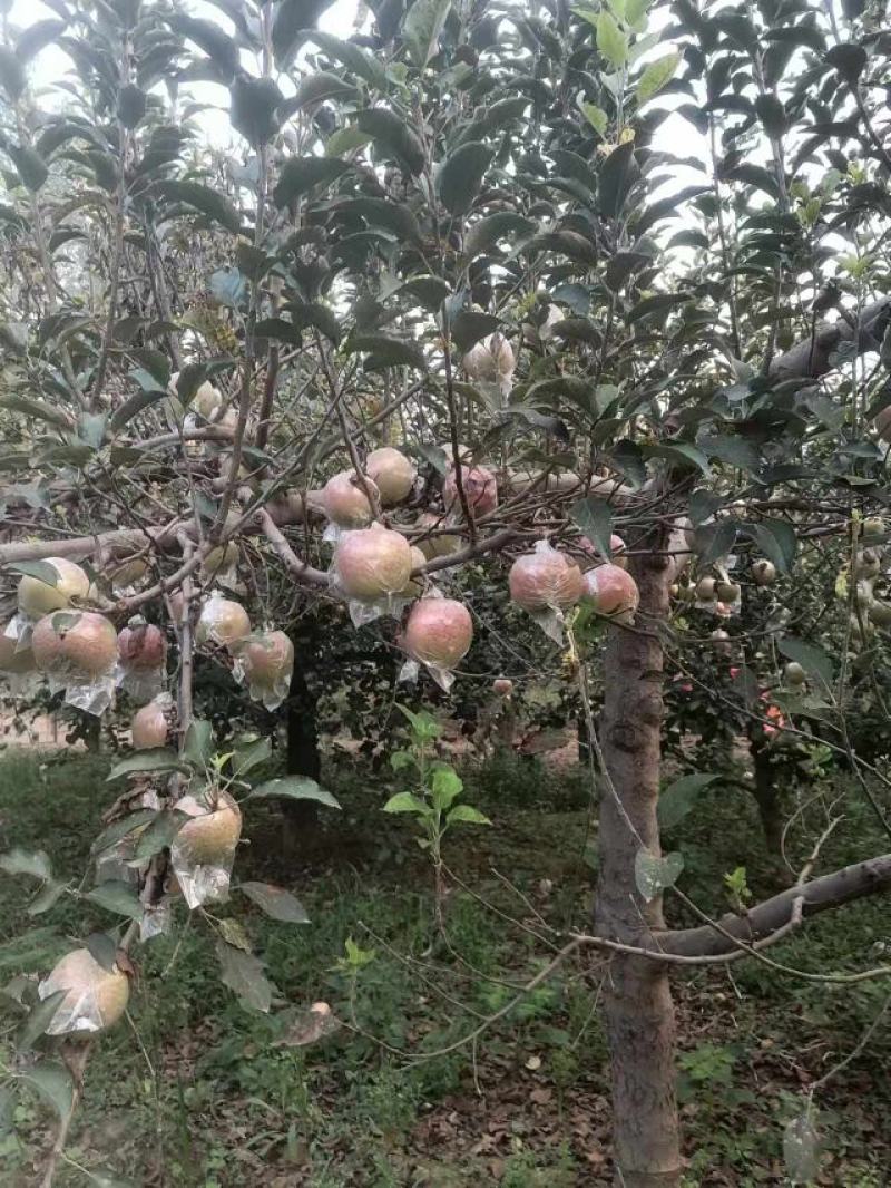 红星苹果中秋王苹果
