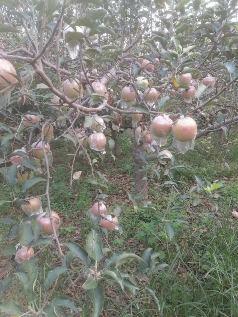 红星苹果中秋王苹果